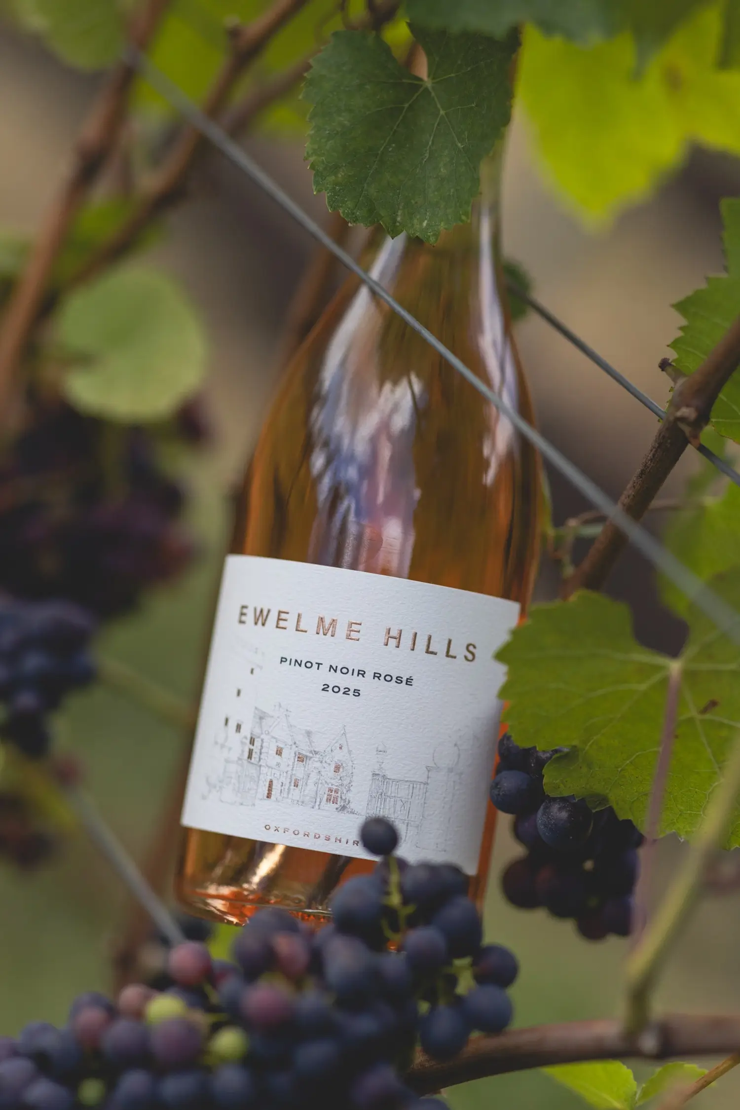 Pinot Noir grapes Pinot Noir grapes from Crows Lane Estate used for Ewelme Hills Pinot Noir Rosé 2025